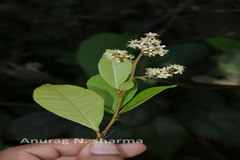 Zanthoxylum ovalifolium